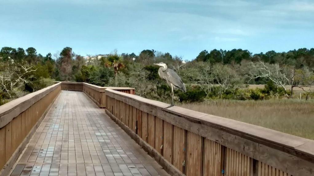 Hilton Head Resort هيلتون رئيس جزيرة المظهر الخارجي الصورة